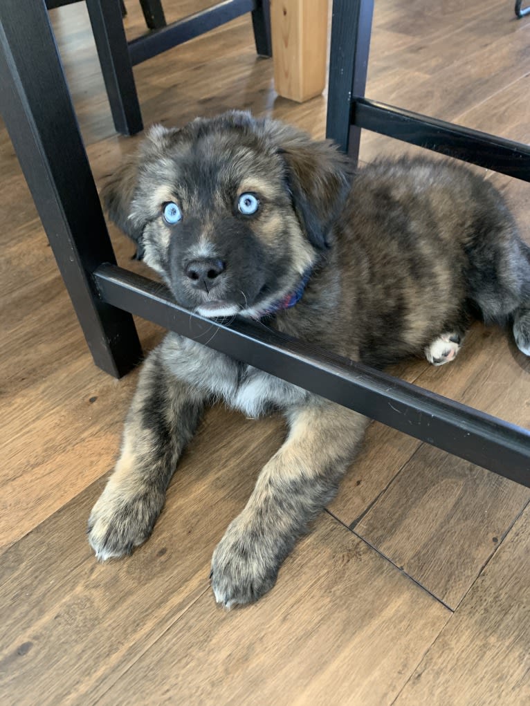 Finn, a Great Pyrenees and Siberian Husky mix tested with EmbarkVet.com