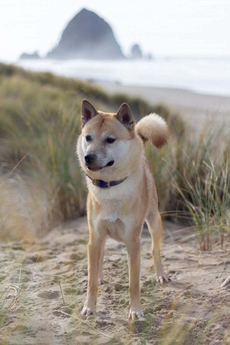 Cúchulainn, a Kishu Ken tested with EmbarkVet.com