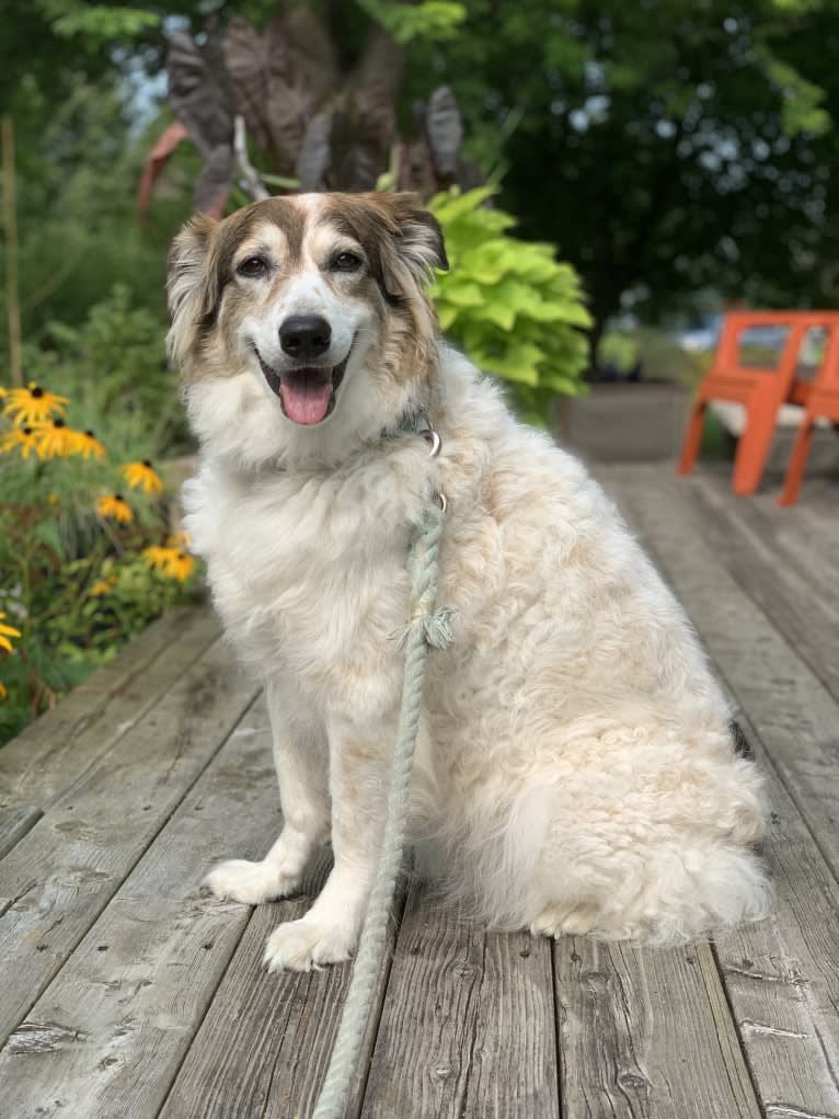 Zoey, a Border Collie and Maremma Sheepdog mix tested with EmbarkVet.com