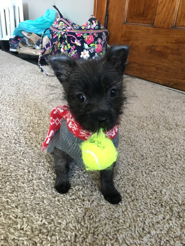 Francie, a Cairn Terrier and Yorkshire Terrier mix tested with EmbarkVet.com