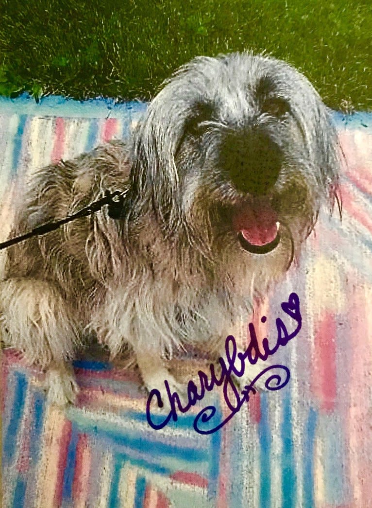 Charybdis, an Arabian Village Dog tested with EmbarkVet.com