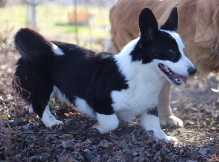 Creme De La Creme's Jägermeister, a Cardigan Welsh Corgi tested with EmbarkVet.com