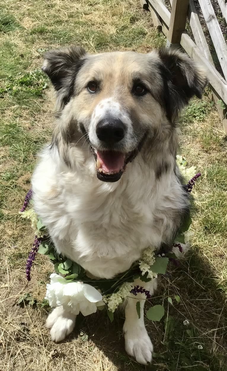 Mr Fluffy Russian Dog, a West Asian Village Dog tested with EmbarkVet.com