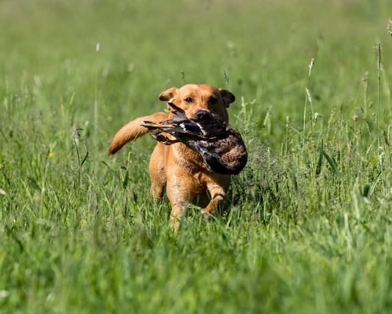 Murc, a Labrador Retriever tested with EmbarkVet.com