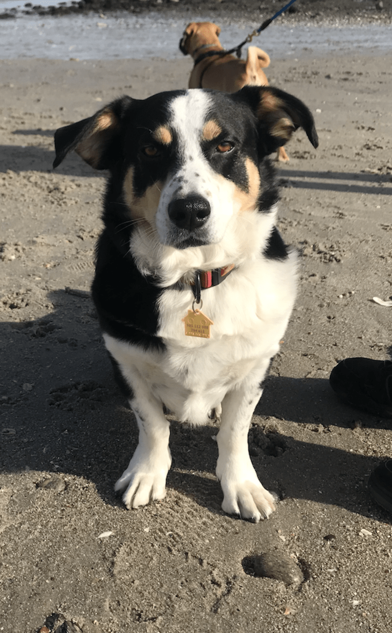 Franklin, a Labrador Retriever and Australian Shepherd mix tested with EmbarkVet.com