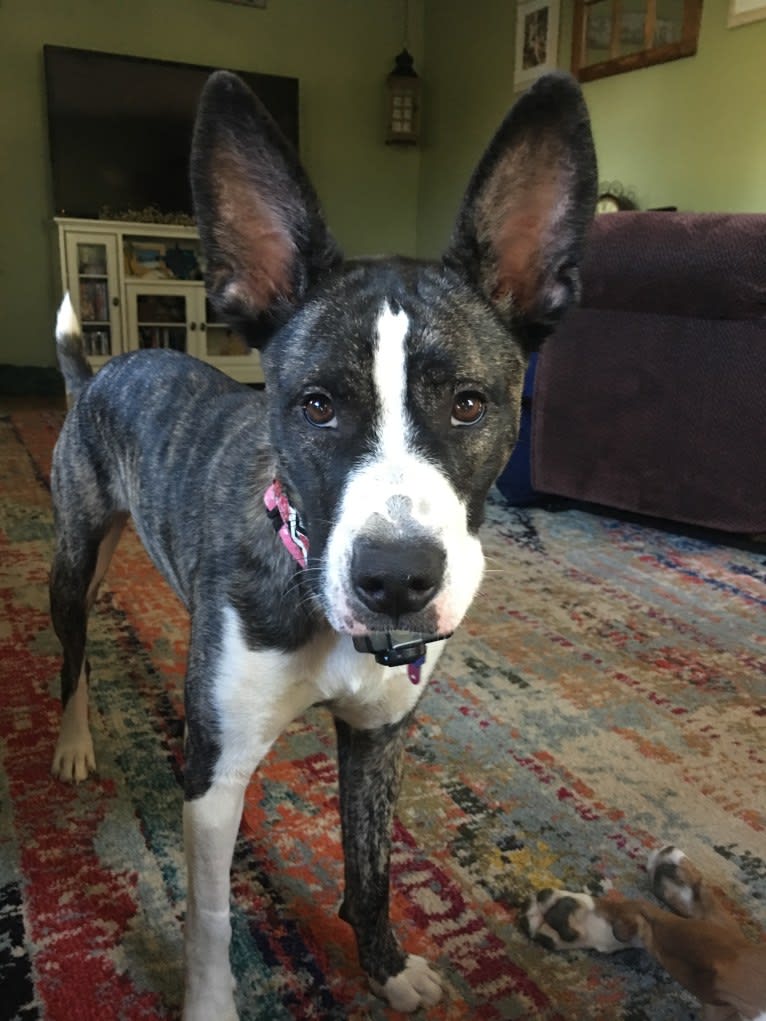 Bernice, a Dogo Argentino and German Shepherd Dog mix tested with EmbarkVet.com