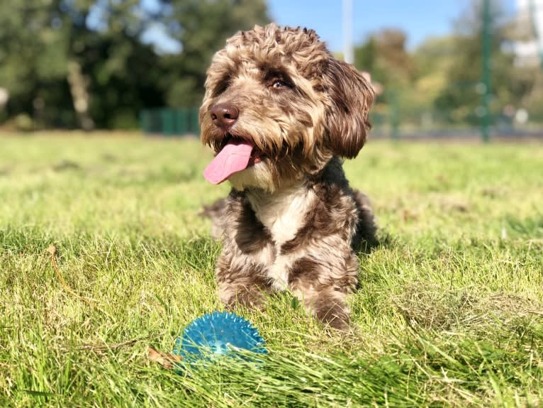 Koda, an English Cocker Spaniel (Working Type) and Poodle (Small) mix tested with EmbarkVet.com