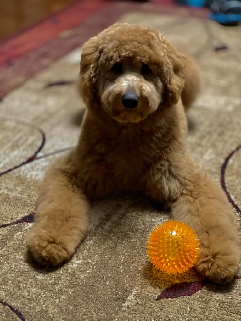 Pharaoh, a Goldendoodle tested with EmbarkVet.com