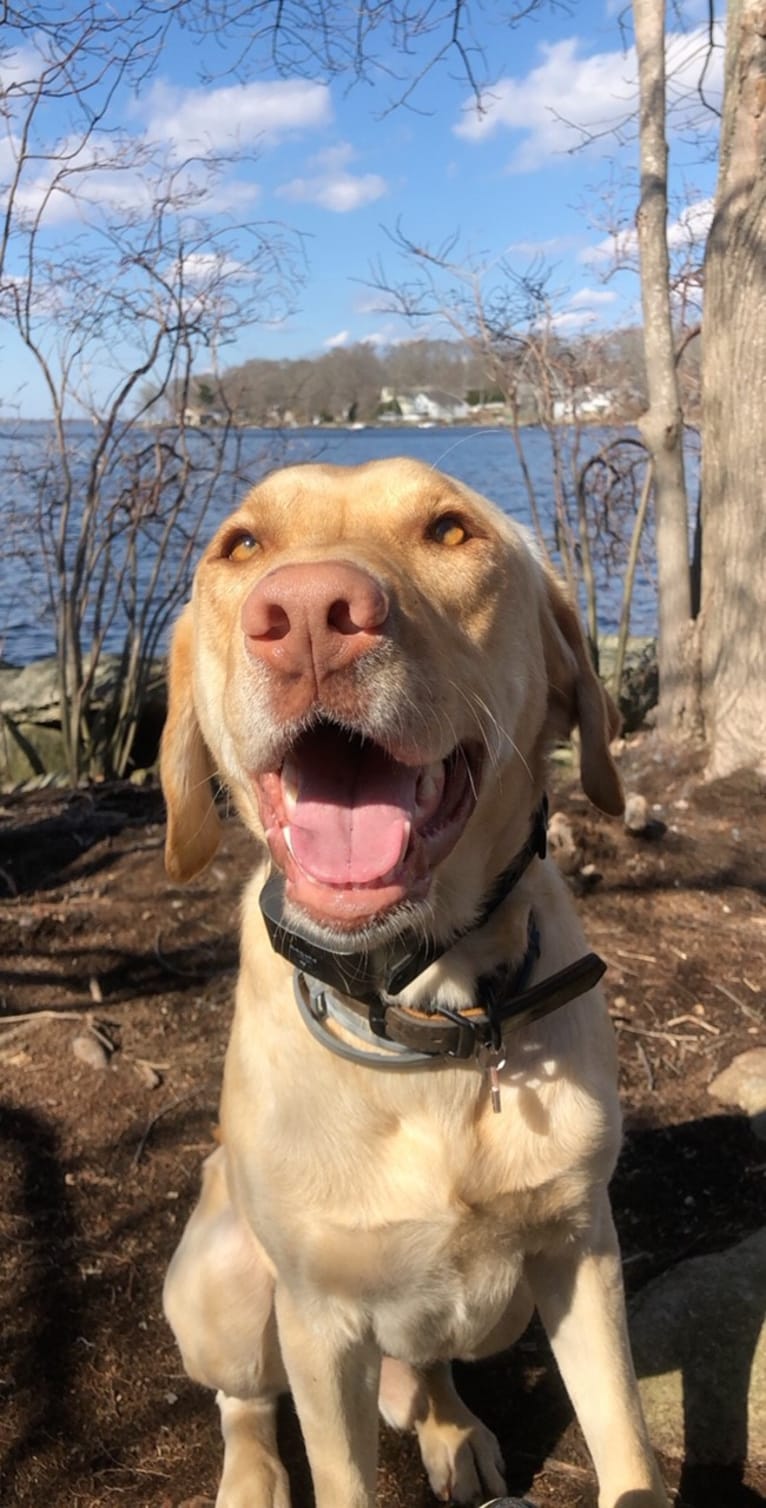 Gus, a Labrador Retriever tested with EmbarkVet.com