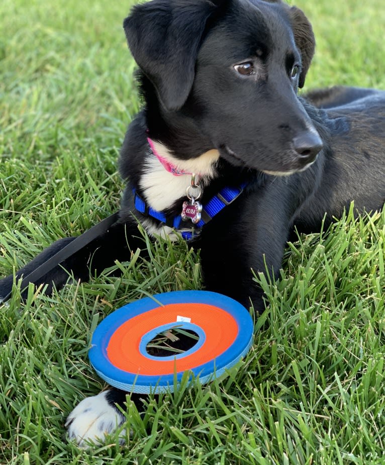 Keira Mason, an Australian Shepherd and Labrador Retriever mix tested with EmbarkVet.com