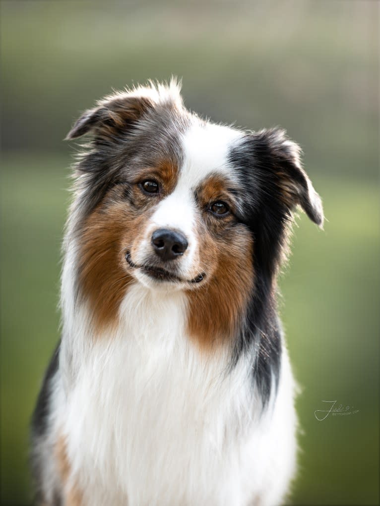 Bellamy, an Australian Shepherd tested with EmbarkVet.com