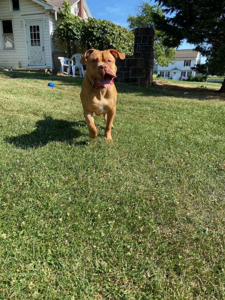 Simba, an American Pit Bull Terrier and American Bulldog mix tested with EmbarkVet.com