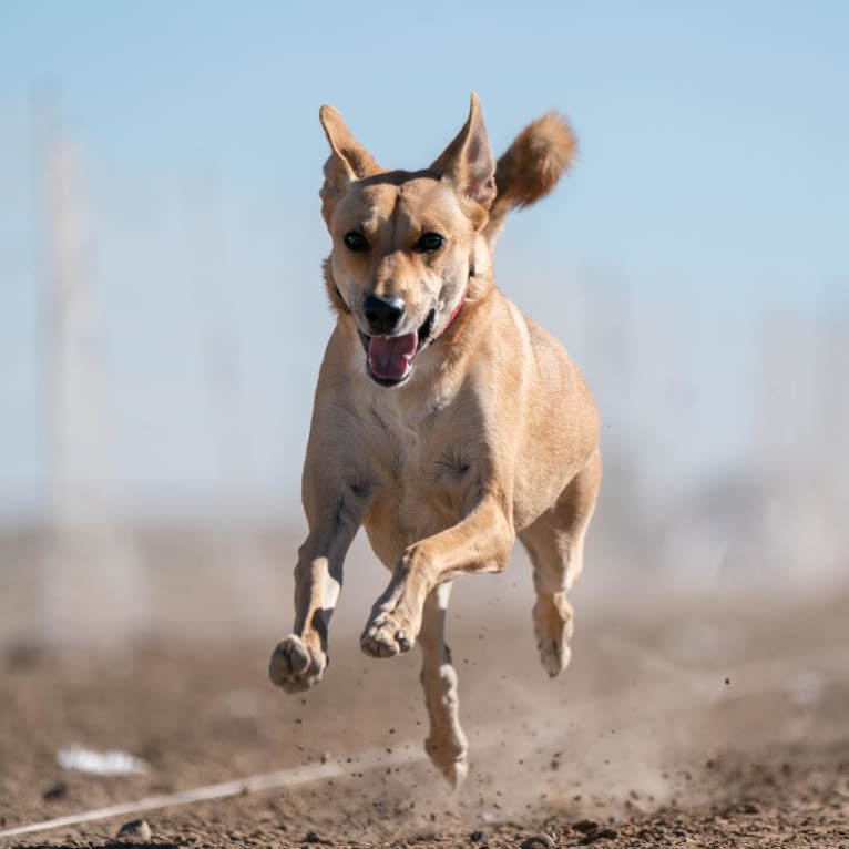 Lady Nala Bear BCF, a Carolina Dog tested with EmbarkVet.com