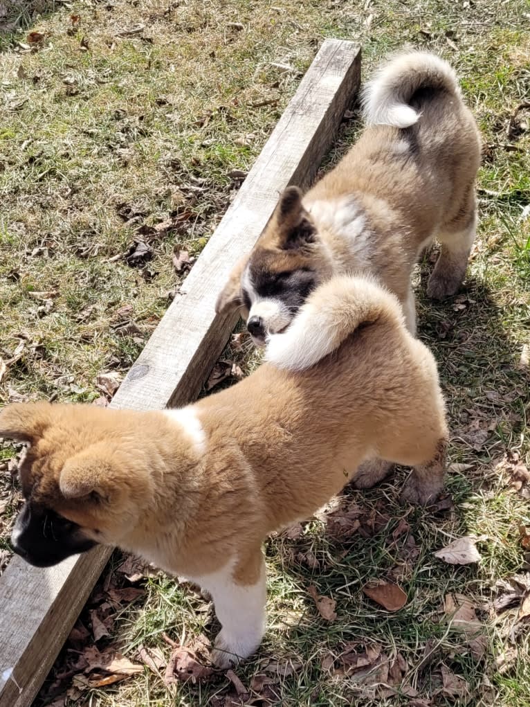 Geena, an Akita tested with EmbarkVet.com