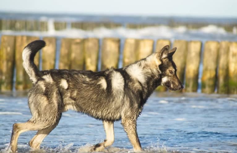 Bran, a German Shepherd Dog and Saarloos Wolfdog mix tested with EmbarkVet.com