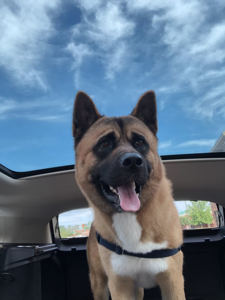 Rocky, an Akita tested with EmbarkVet.com