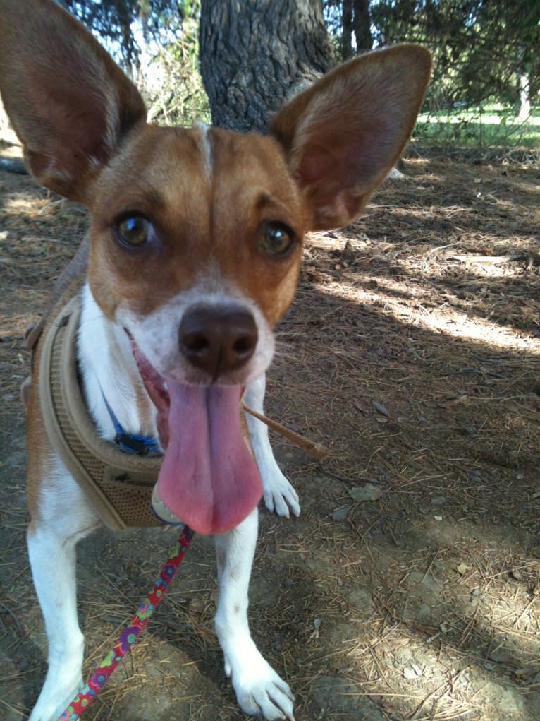 Happy, a Chihuahua and Poodle (Small) mix tested with EmbarkVet.com