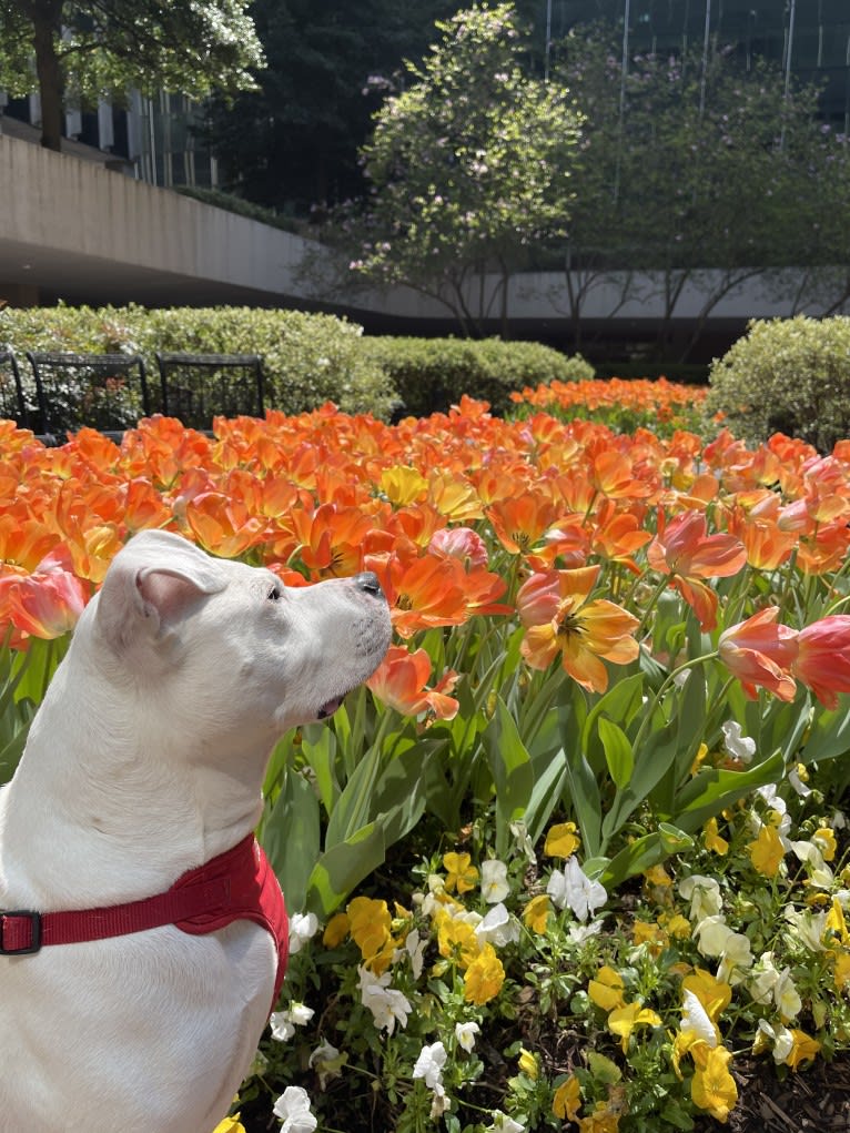 Fetty, an American Pit Bull Terrier and American Staffordshire Terrier mix tested with EmbarkVet.com