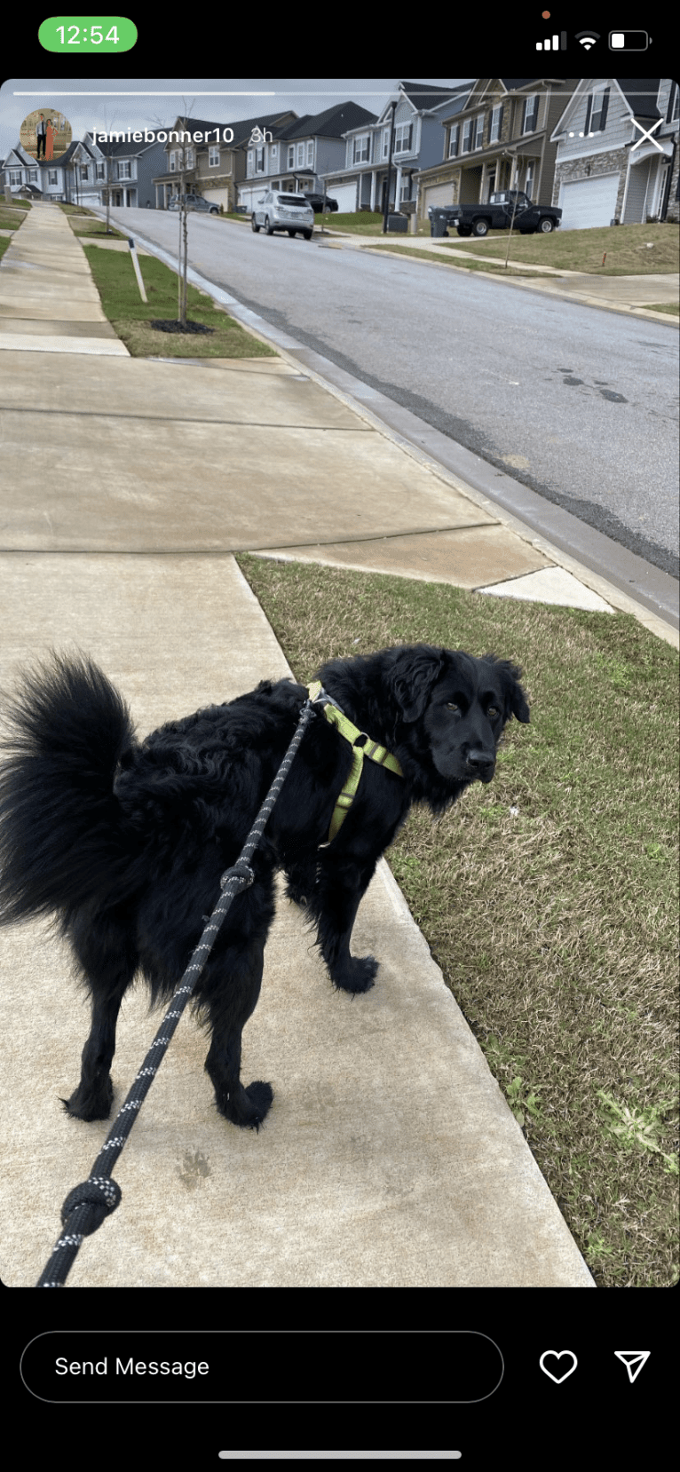 Mason, a Great Pyrenees and Labrador Retriever mix tested with EmbarkVet.com