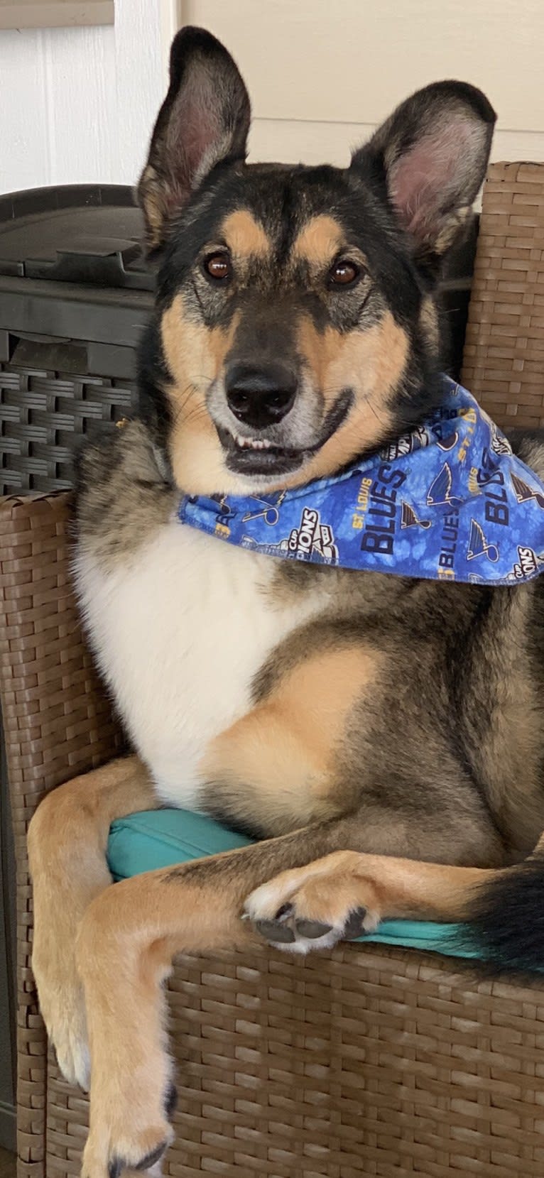 Bauer, an Alaskan Malamute and Shetland Sheepdog mix tested with EmbarkVet.com