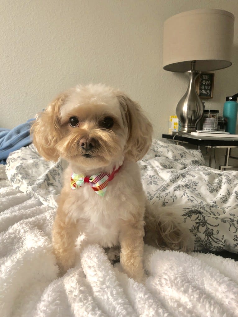Riley, a Maltese and Poodle (Small) mix tested with EmbarkVet.com
