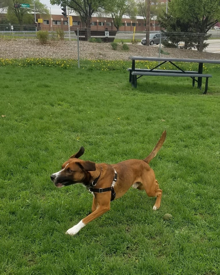 Dax, a Boxer and Labrador Retriever mix tested with EmbarkVet.com