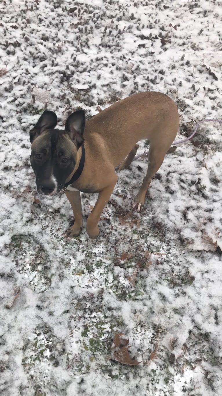 Zira, an American Pit Bull Terrier and German Shepherd Dog mix tested with EmbarkVet.com