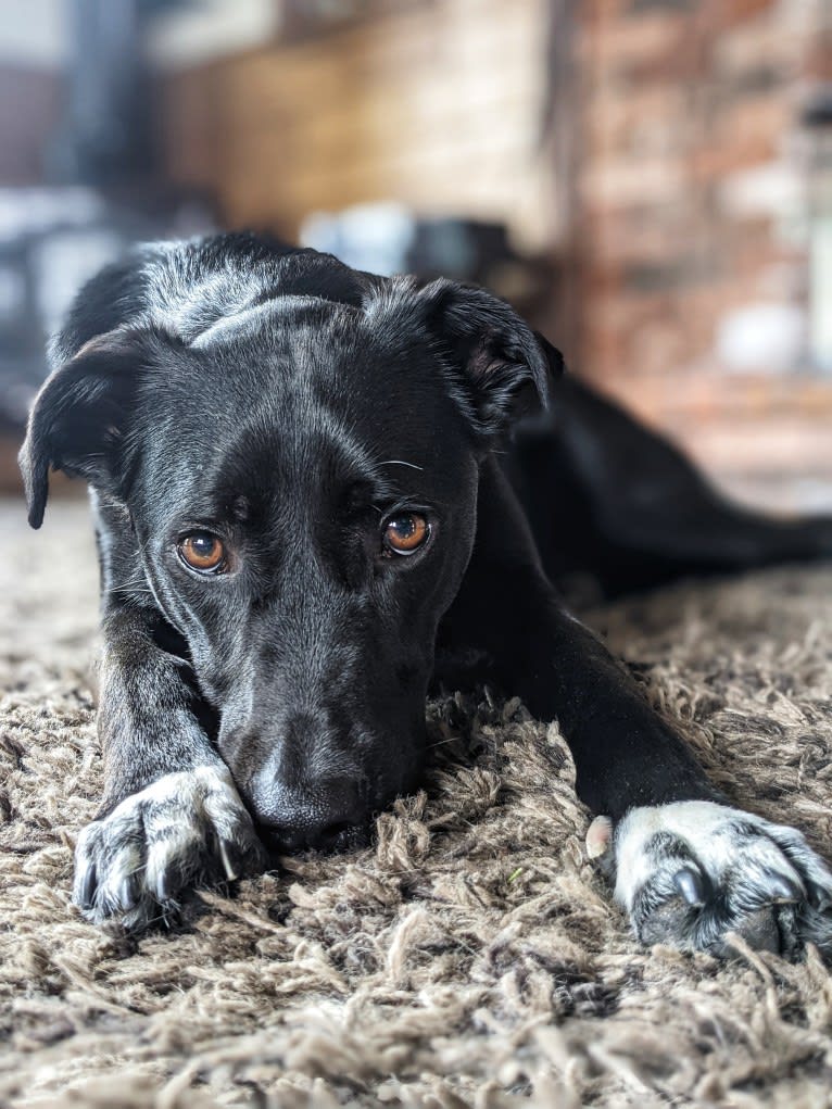 Kopa, an Australian Shepherd and American Pit Bull Terrier mix tested with EmbarkVet.com