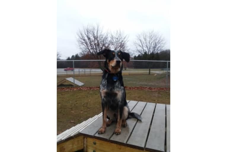 Ranger, an Australian Cattle Dog and American English Coonhound mix tested with EmbarkVet.com