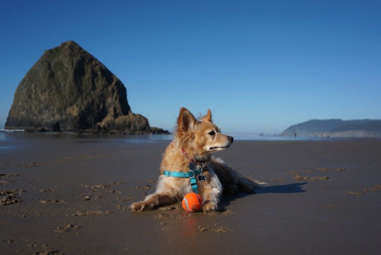 Ash, a Chihuahua and Poodle (Small) mix tested with EmbarkVet.com