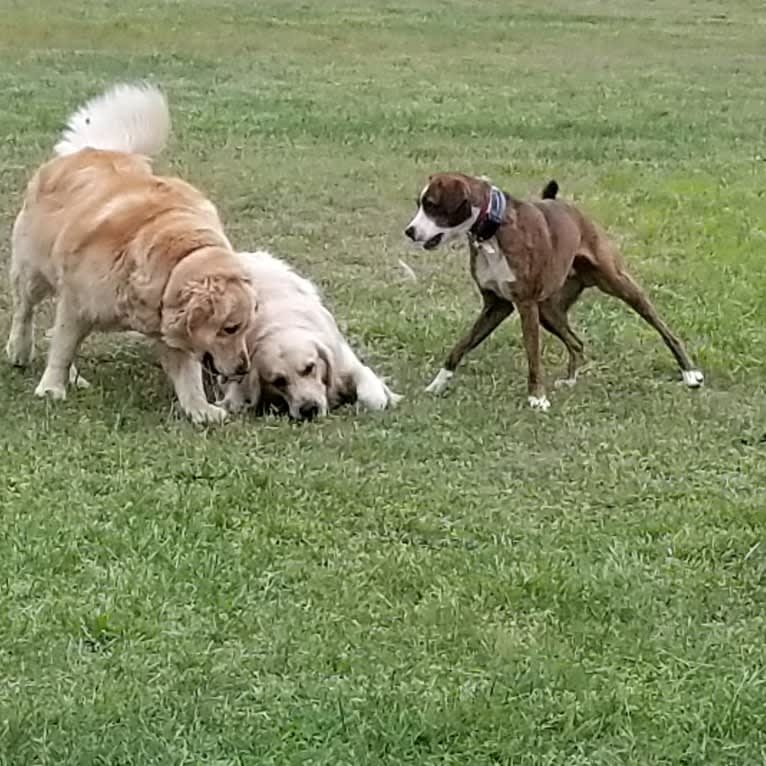 Pope, a Boxer and Russell-type Terrier mix tested with EmbarkVet.com