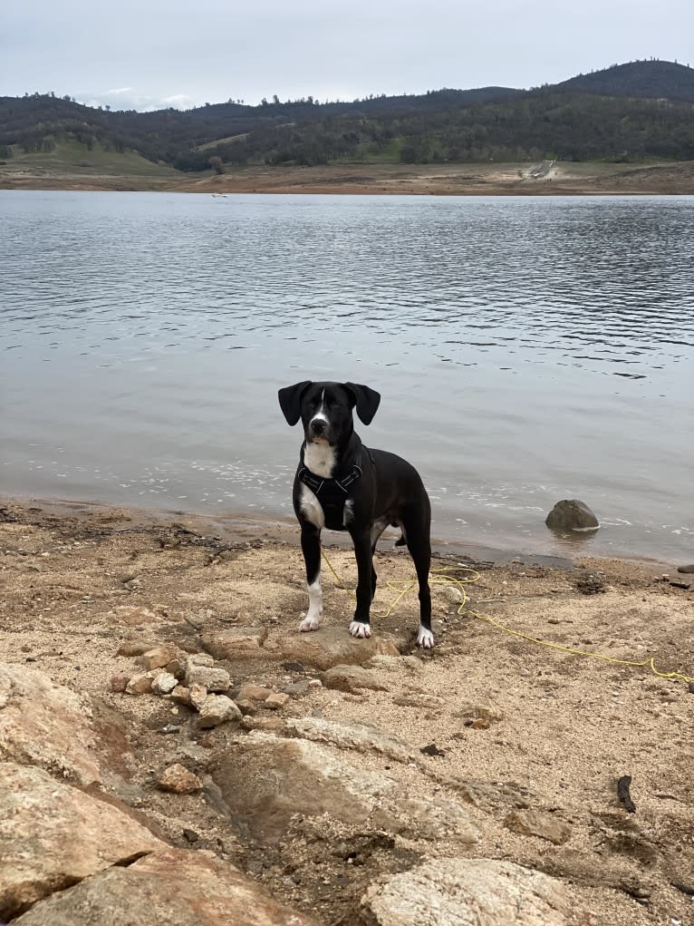 Dougal, a Treeing Walker Coonhound and American Pit Bull Terrier mix tested with EmbarkVet.com