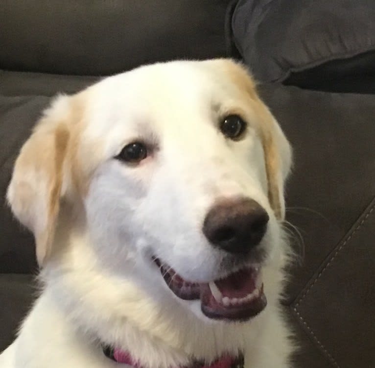 Ginger, a Middle Eastern Village Dog and Great Pyrenees mix tested with EmbarkVet.com