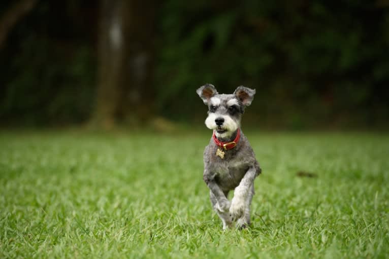 Dickson, a Miniature Schnauzer tested with EmbarkVet.com