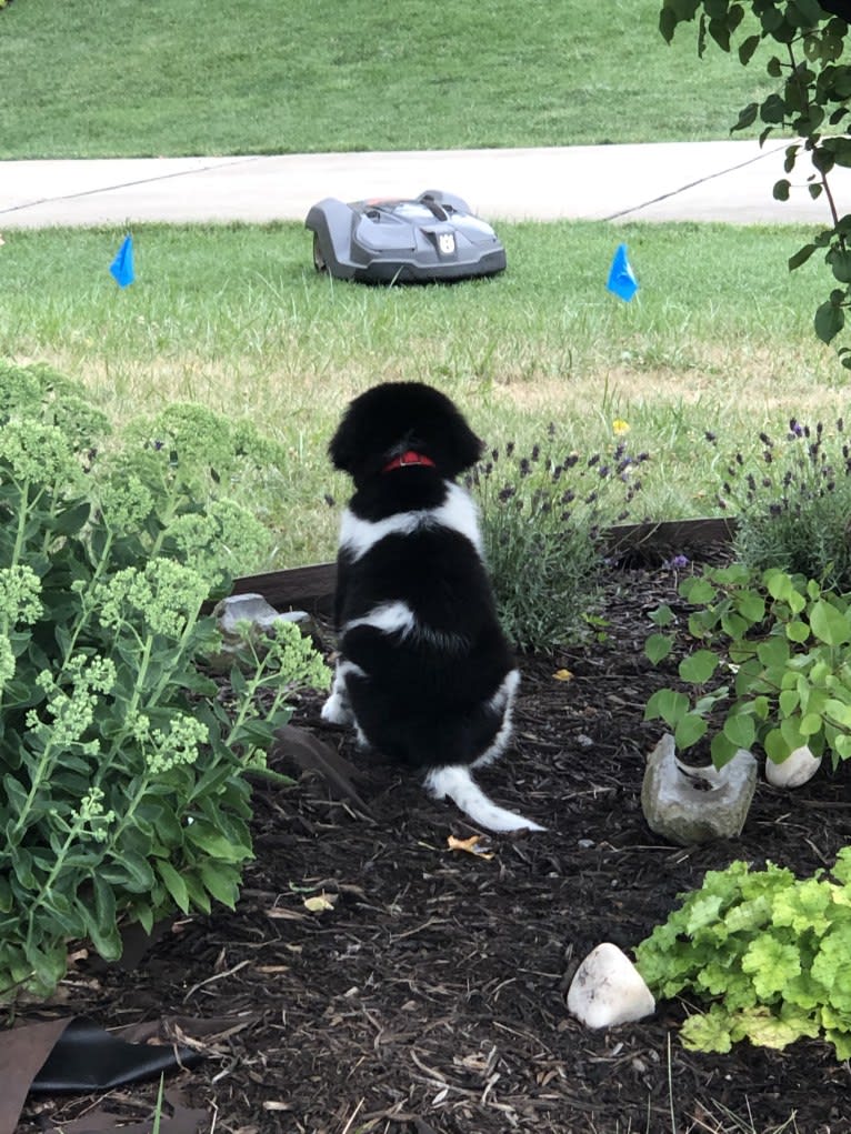 Iris, a Newfoundland tested with EmbarkVet.com