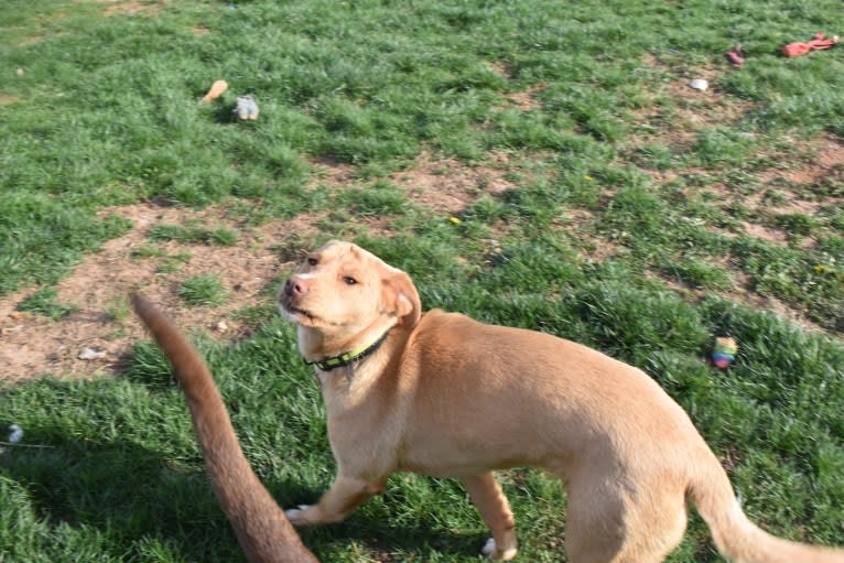 Wrinkles, a Golden Retriever and Treeing Walker Coonhound mix tested with EmbarkVet.com