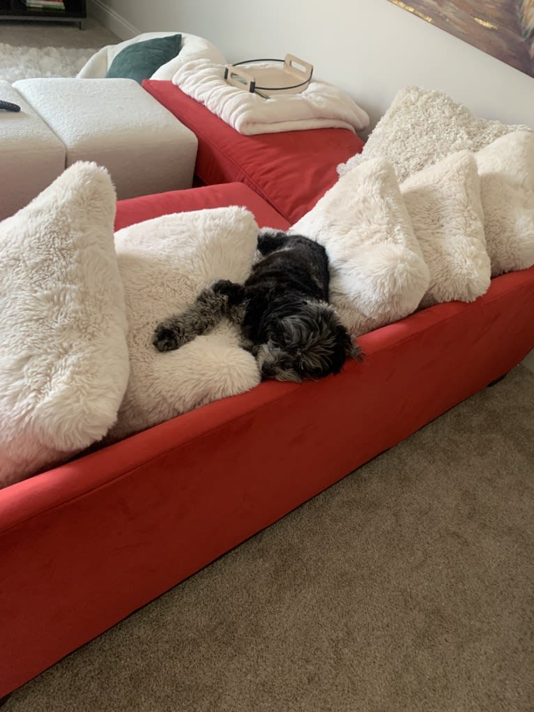 Bella, a Lhasa Apso and Poodle (Small) mix tested with EmbarkVet.com