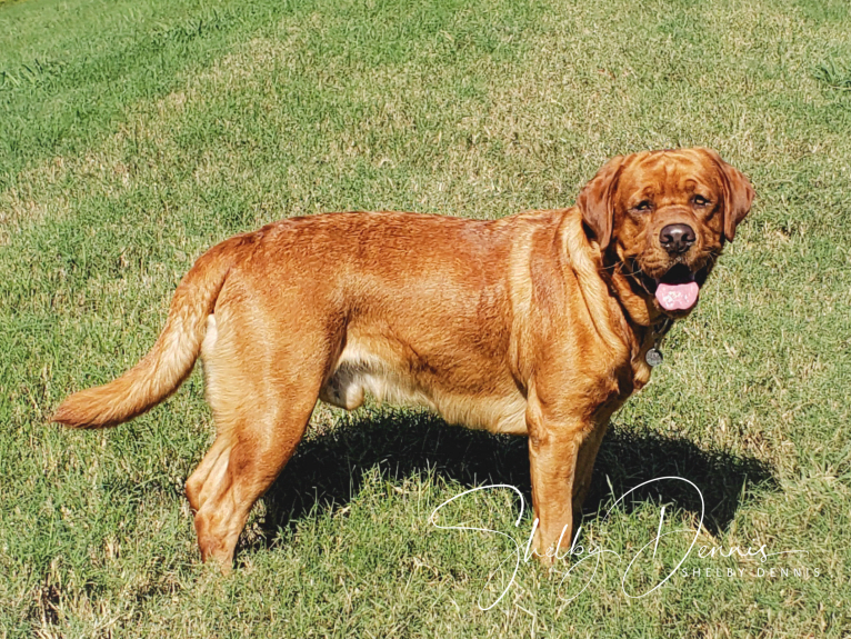 Photo of Levi, a Labrador Retriever  in Anthony, FL, USA
