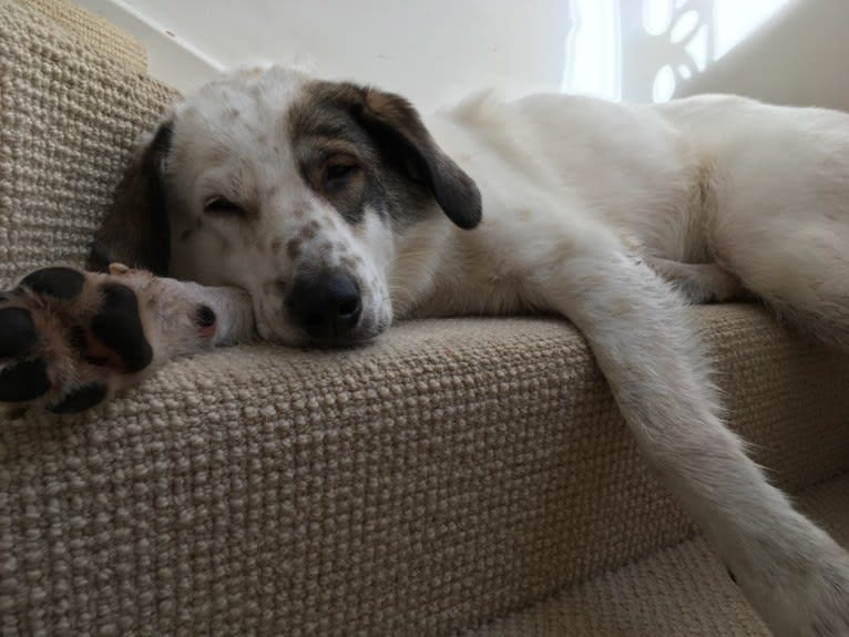 Jessie, an Eastern European Village Dog and Sarplaninac mix tested with EmbarkVet.com