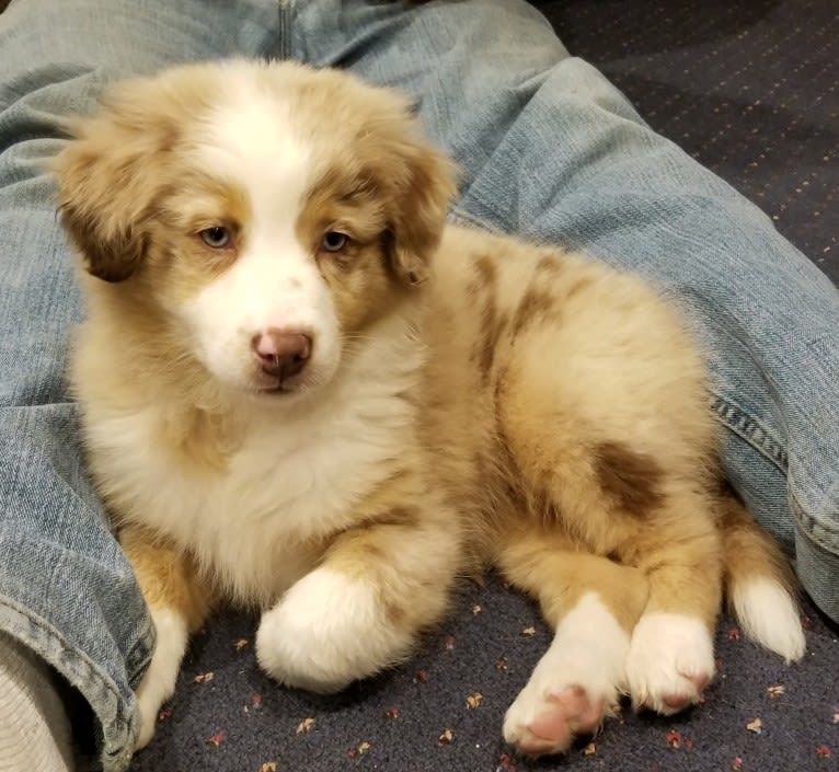 Josie, an Australian Shepherd tested with EmbarkVet.com