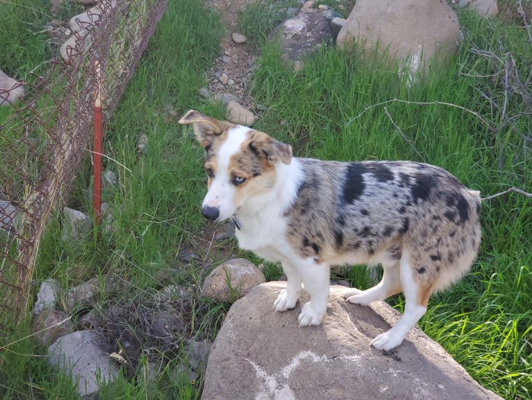 Ziggy Stardust, a Miniature/MAS-type Australian Shepherd and Pembroke Welsh Corgi mix tested with EmbarkVet.com