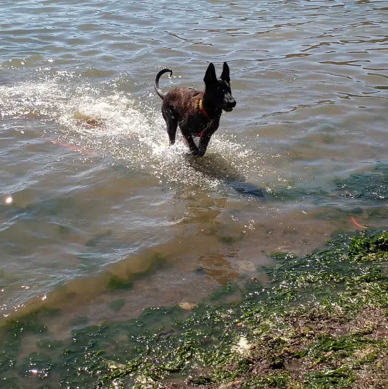 Static, a Dutch Shepherd tested with EmbarkVet.com