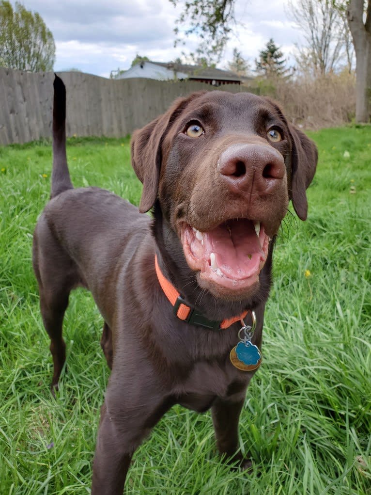 Zephyr, a Labrador Retriever tested with EmbarkVet.com