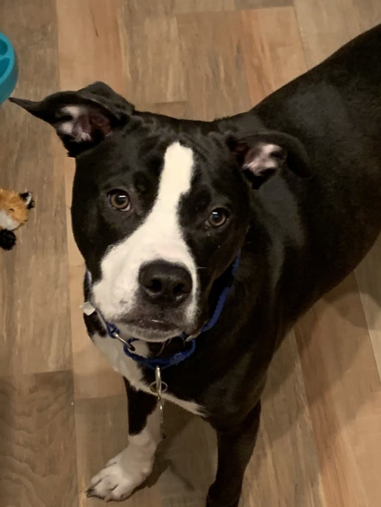 Archie, an American Pit Bull Terrier (12.0% unresolved) tested with EmbarkVet.com