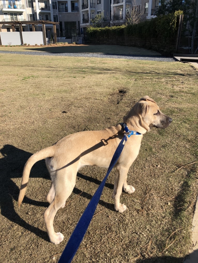 Milo, an American Pit Bull Terrier and Labrador Retriever mix tested with EmbarkVet.com