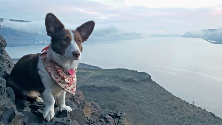 Latte, a Cardigan Welsh Corgi tested with EmbarkVet.com