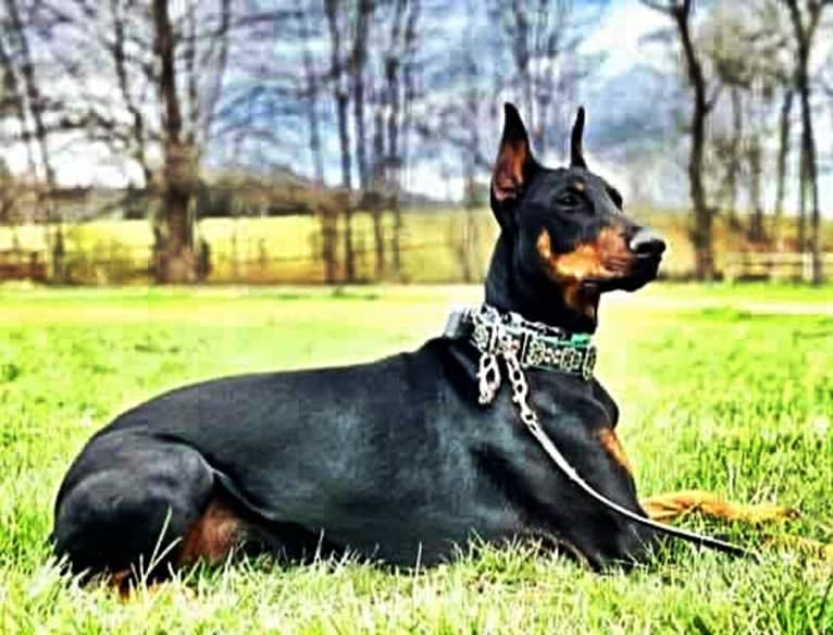 Piper 12-18-20 Ms Rainbow, a Doberman Pinscher tested with EmbarkVet.com