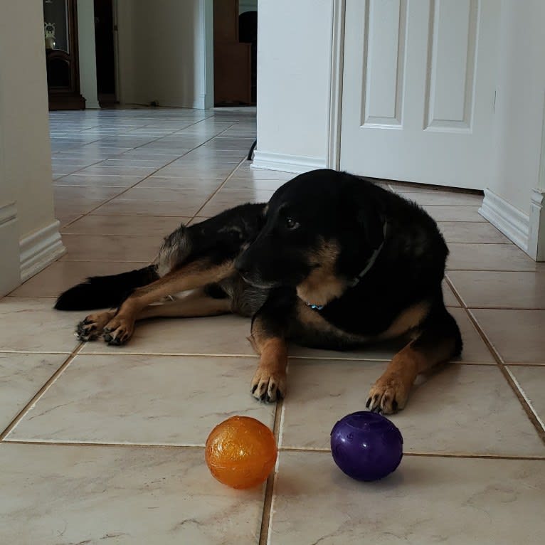 Duke, an Australian Cattle Dog and Chow Chow mix tested with EmbarkVet.com