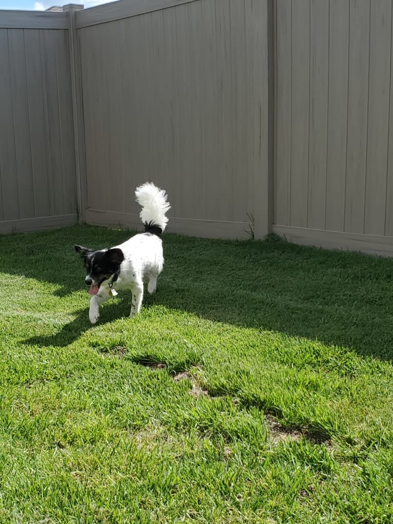 Zero, a Papillon tested with EmbarkVet.com