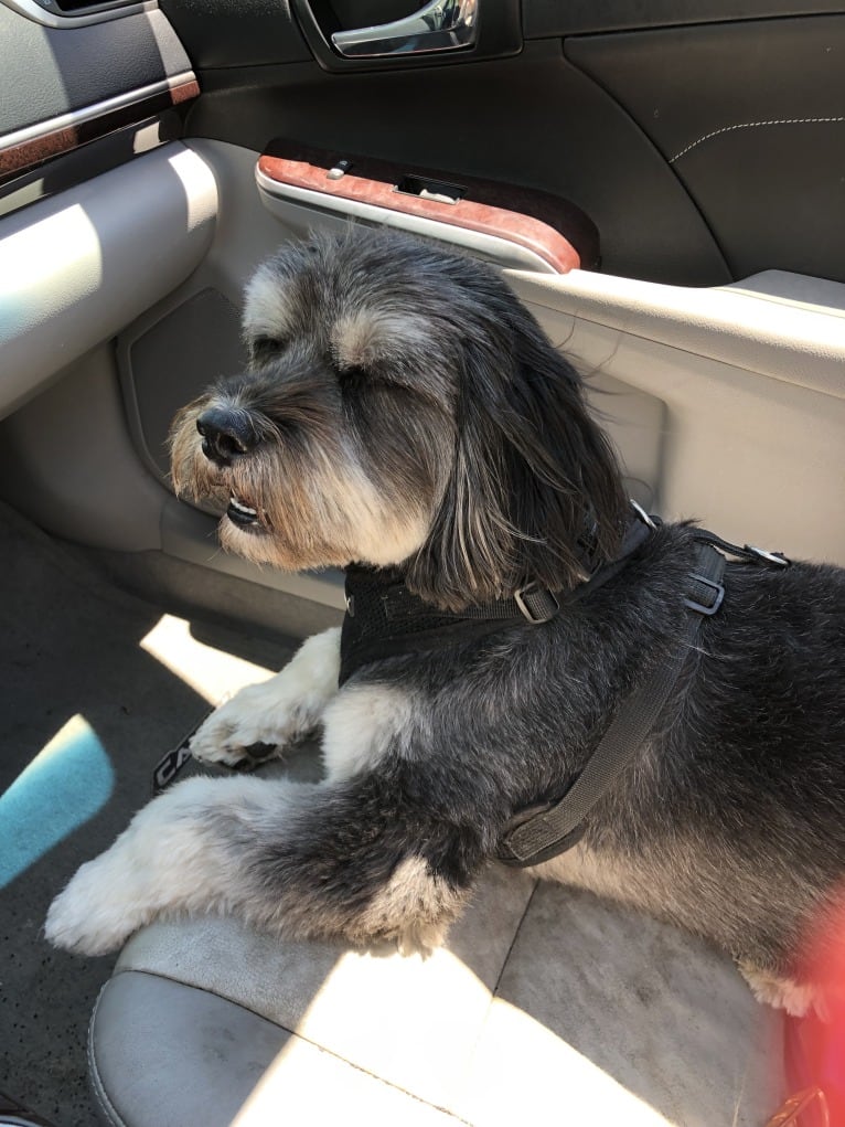 Abey, a Lhasa Apso and Cocker Spaniel mix tested with EmbarkVet.com